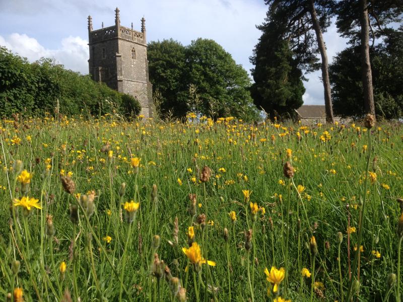 Priddy Churchyard uncut